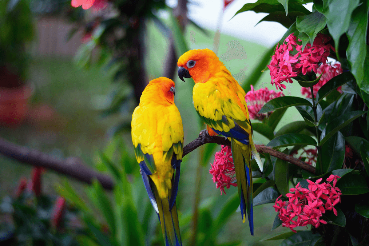 Parrots for Sale – Farm Fresh &amp; Healthy Amazing Birds Farm