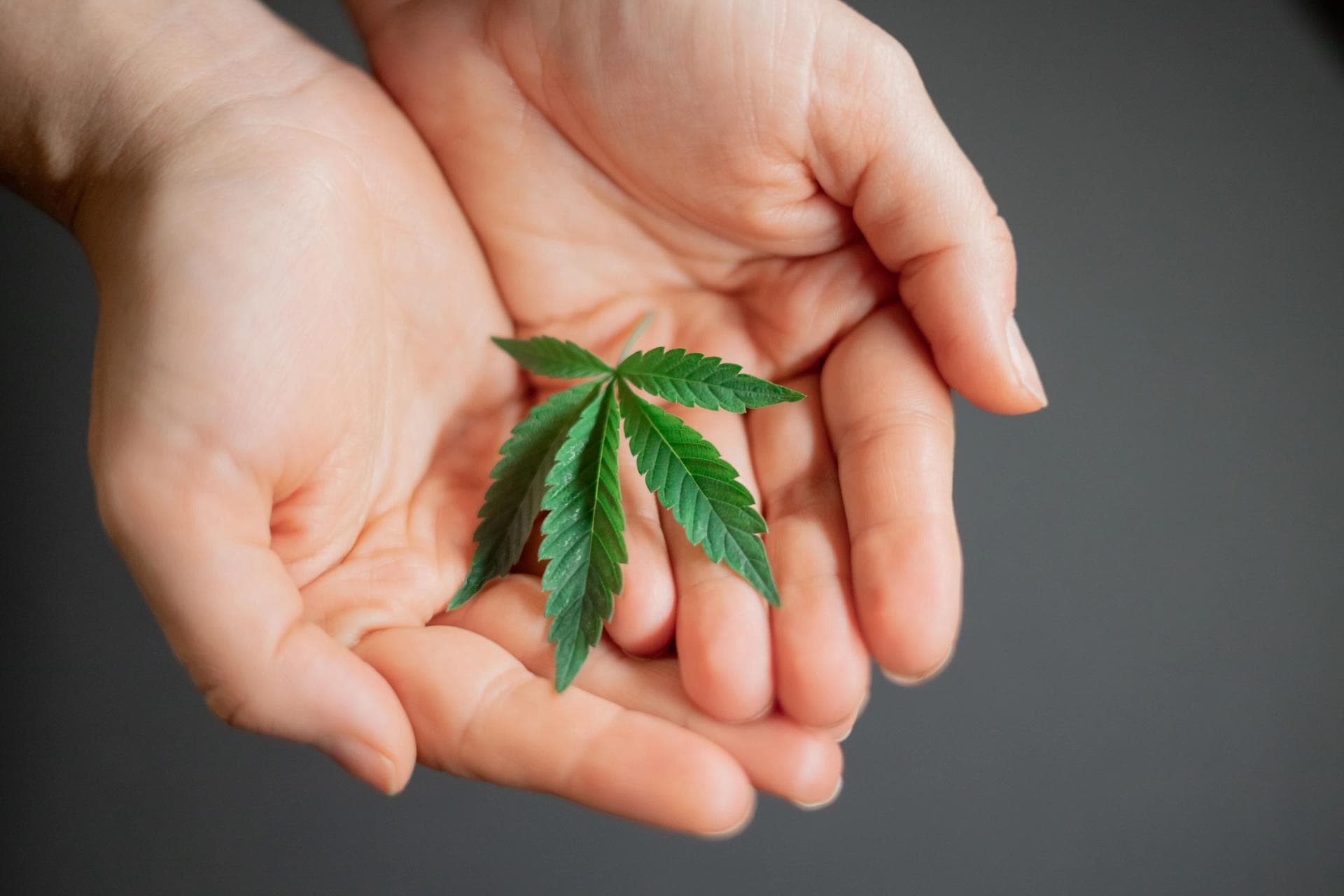 Cannabis club hamburg – Blütenbande e.V. stellt sich vor
