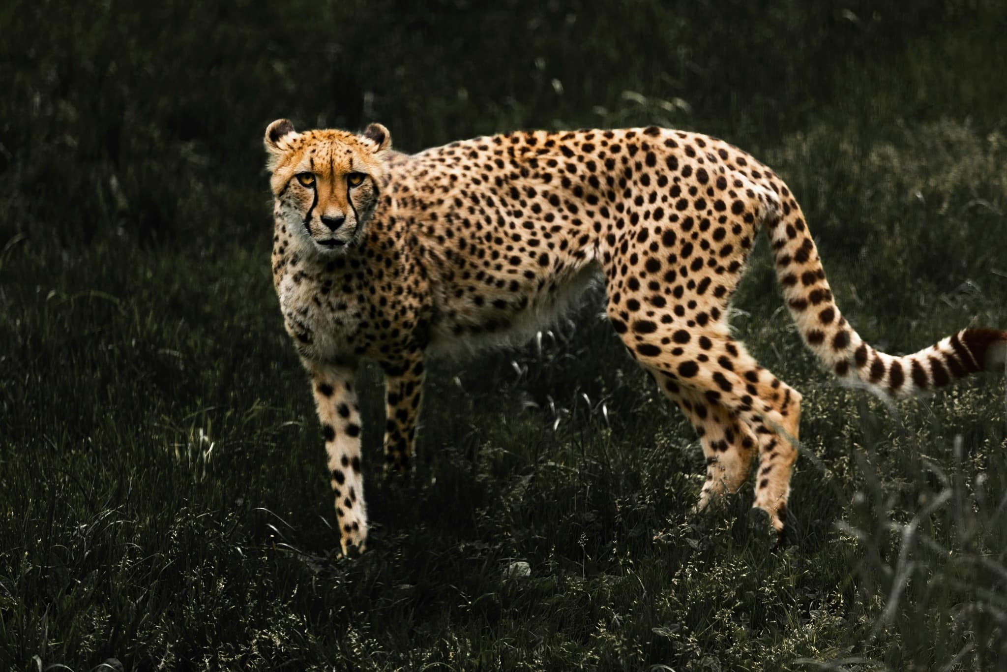 Tanzania Safari Tips: How to Make the Most of Your Trip