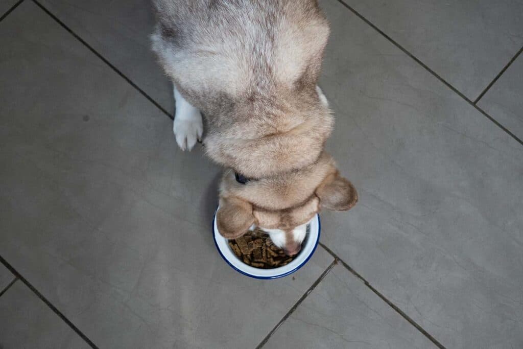 How Superfoods in Badlands Ranch Dog Food Support Overall Vitality