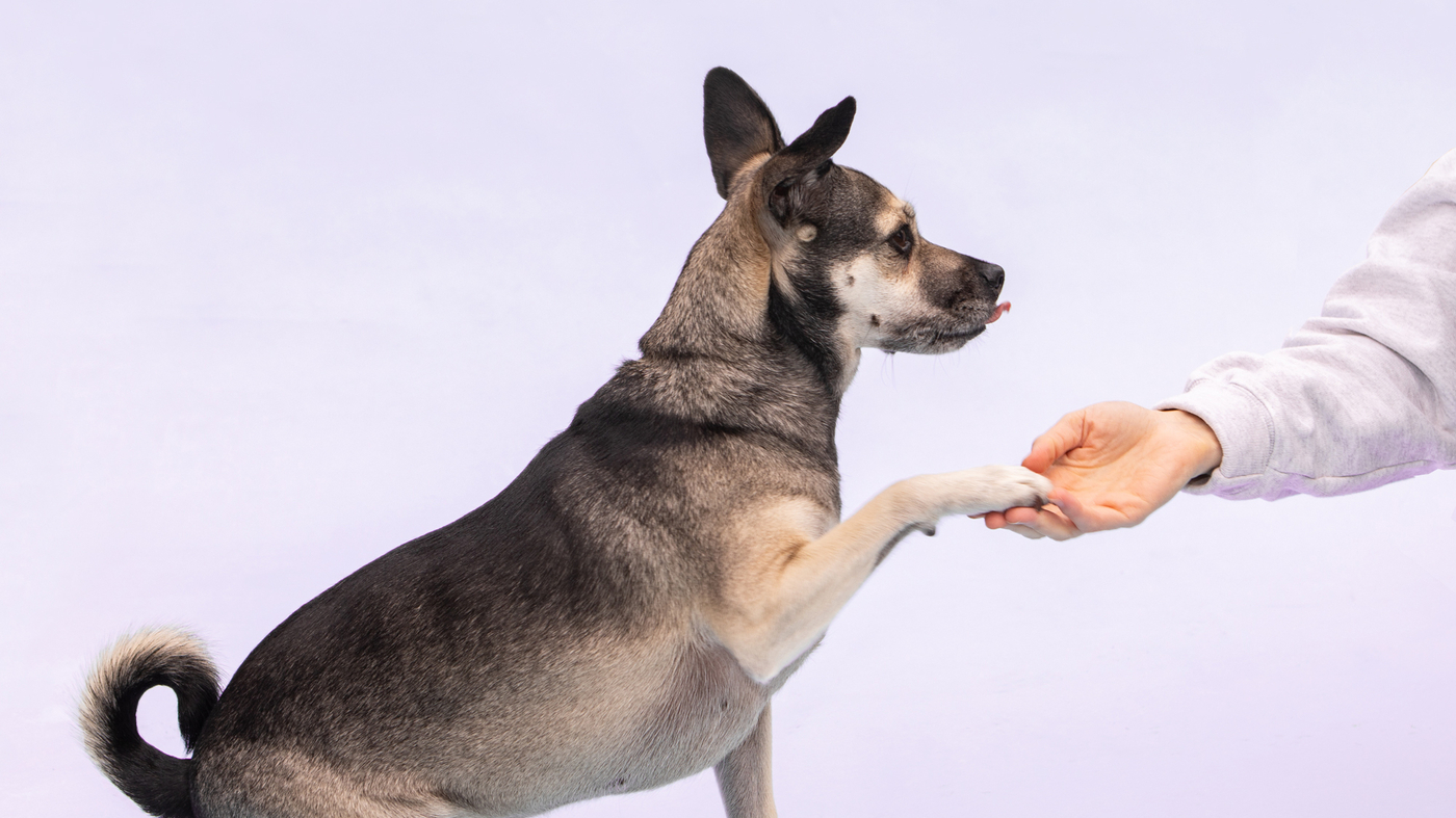 K Nine Dog Training: Proven Methods That Work