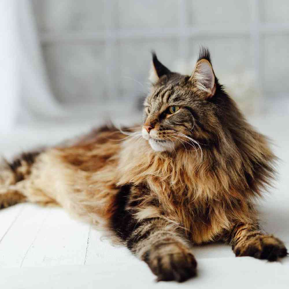 Loving Maine Coon Kittens for Sale in Northern California