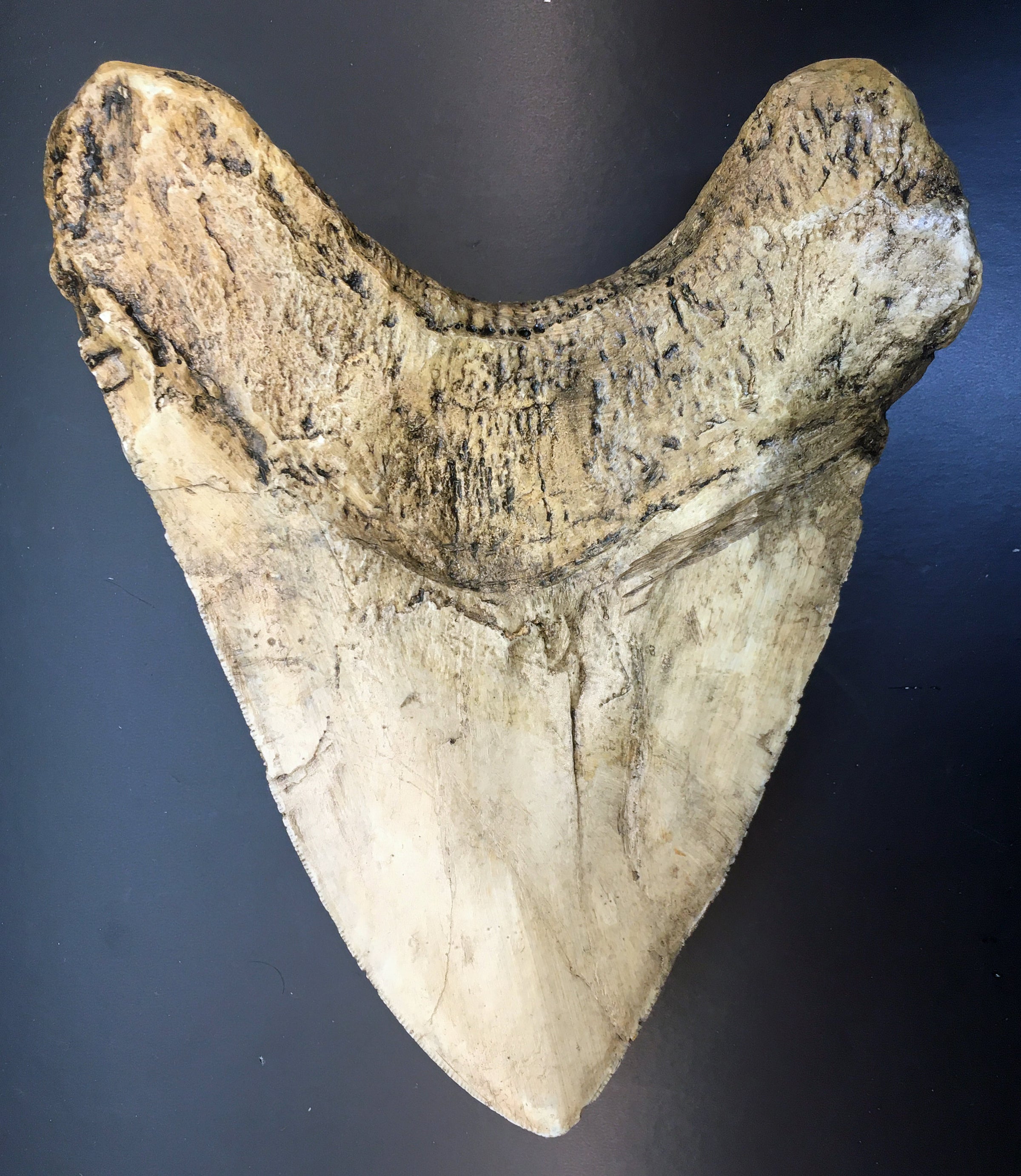 HOW TO USE A MEGALODON TOOTH BUYING GUIDE TO FIND THE BEST DEALS