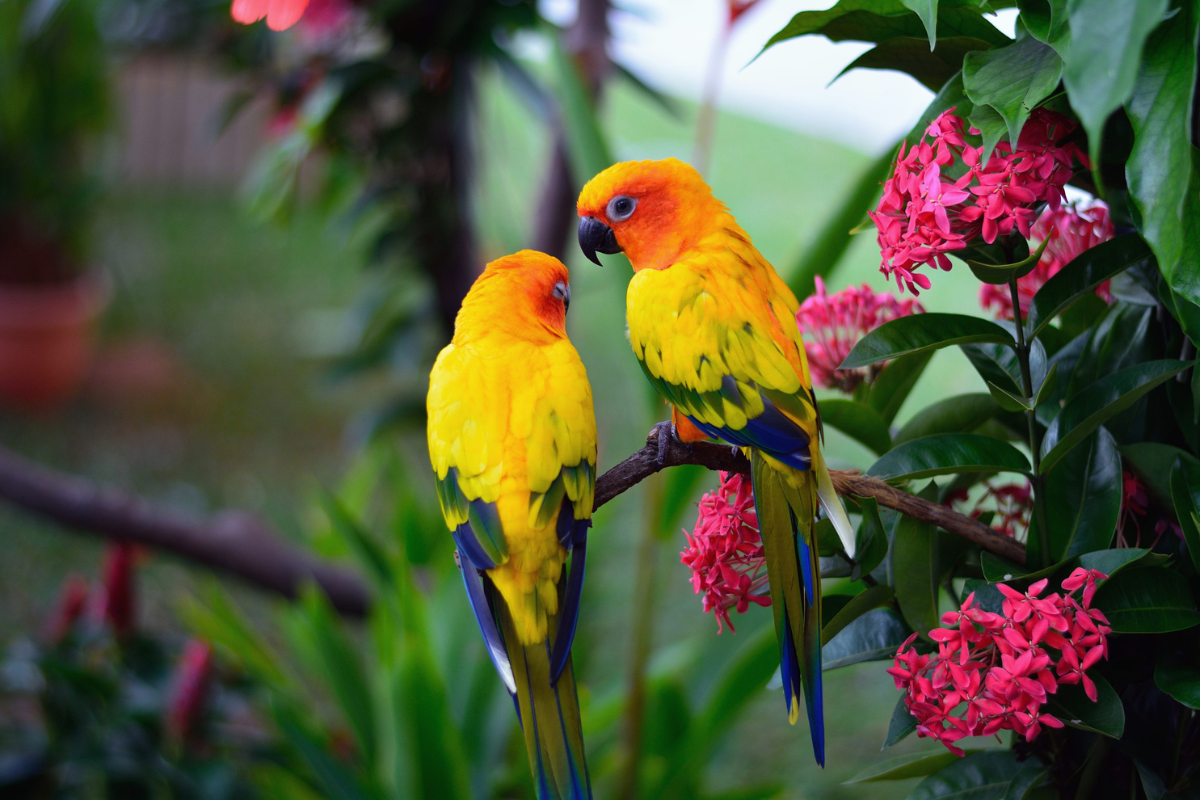 Parrots for Sale – Farm Fresh &amp; Healthy Amazing Birds Farm