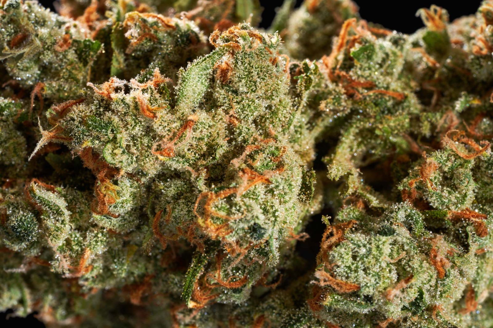 Why Clubs Cannabis Madrid Is the Best Place for Authentic Hash Madrid