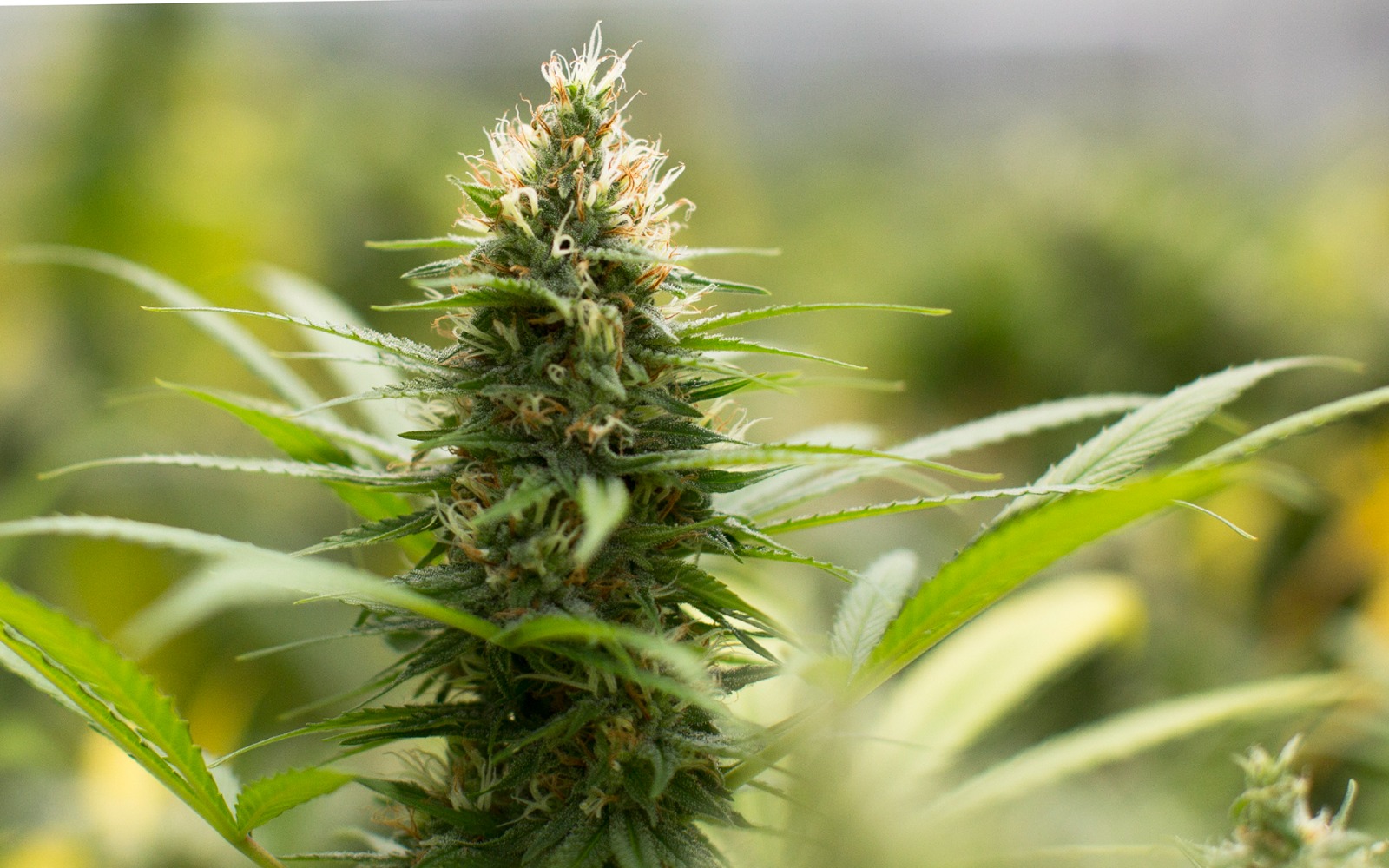 Jealousy Strain High-Grade Cannabis at Bud Cargo – Farm-Direct and Affordable