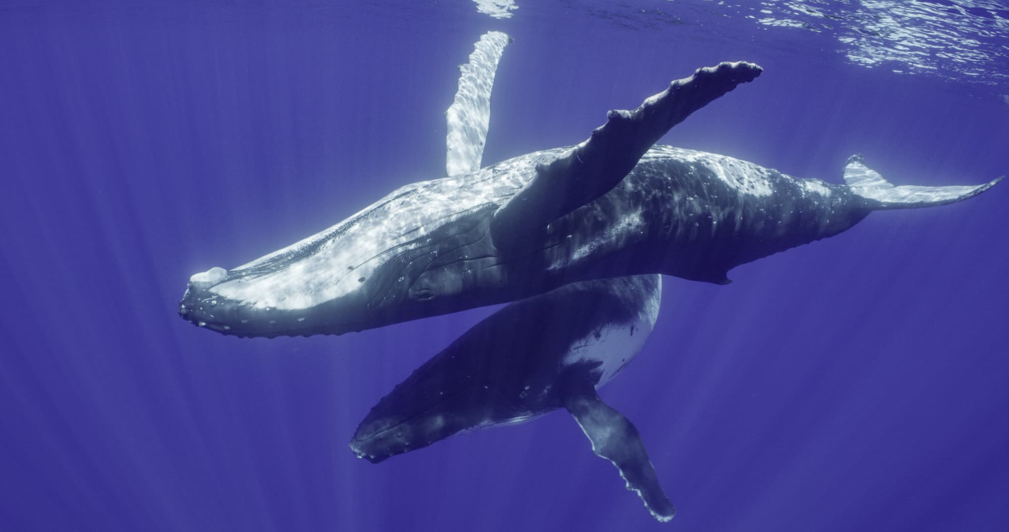 Marine Futures Protected: A-LAW and marianthi baklava Leading Advocacy