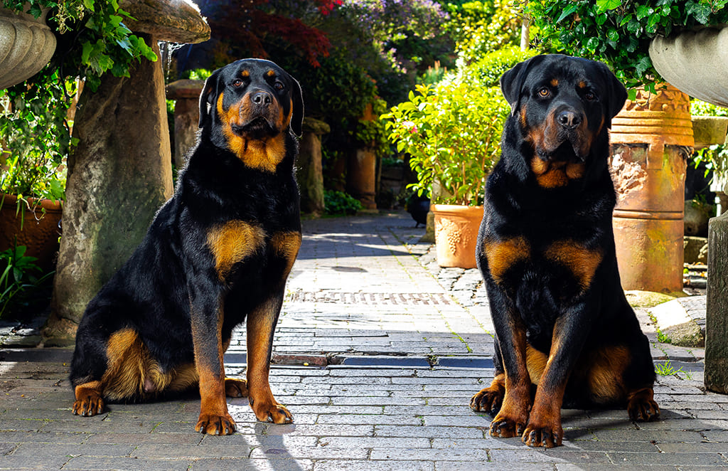 Expert Canine Protection with Security Dog Services West Bromwich