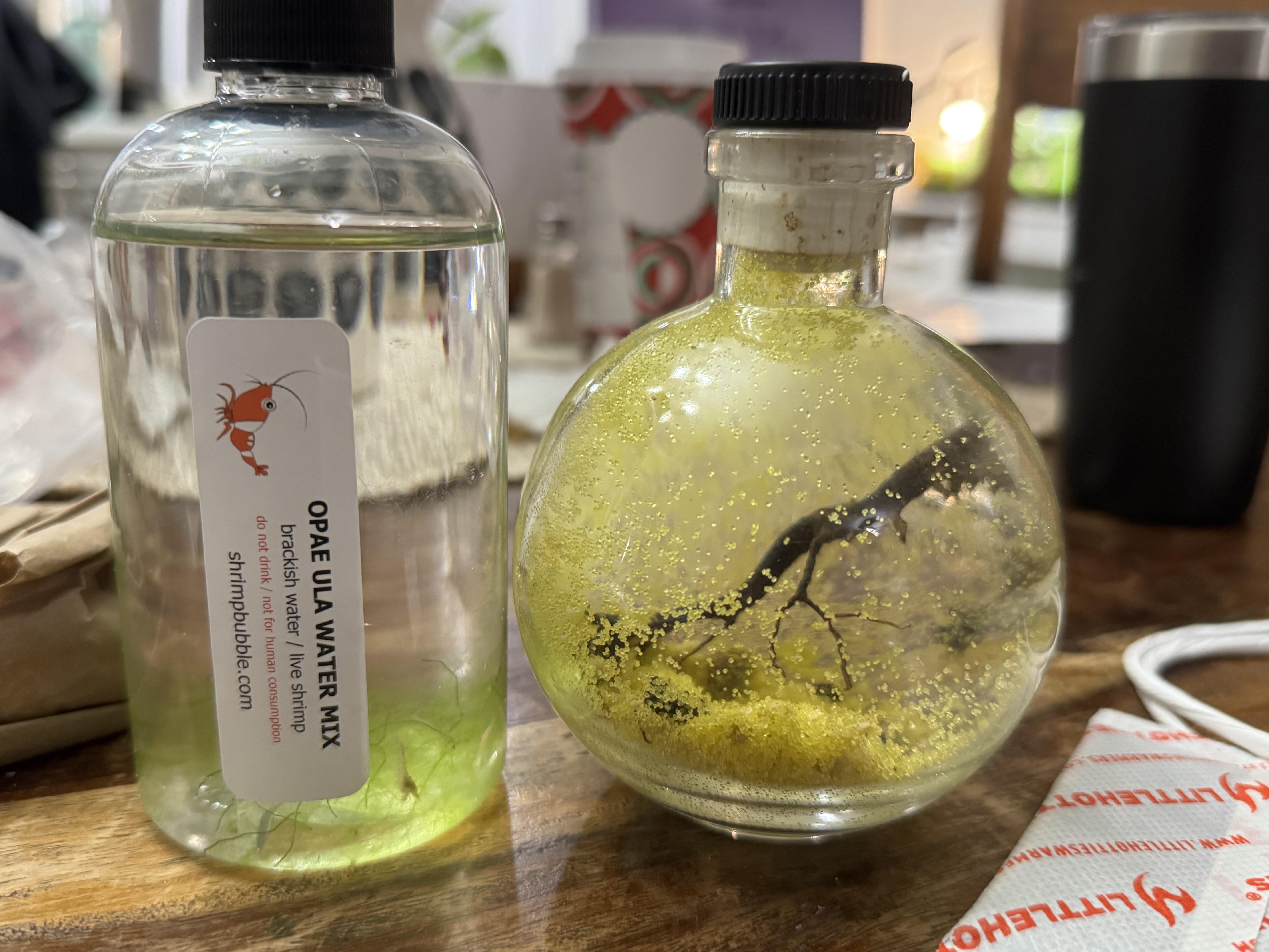 Shop Opae Ula for Long-Living, Low-Care Shrimp
