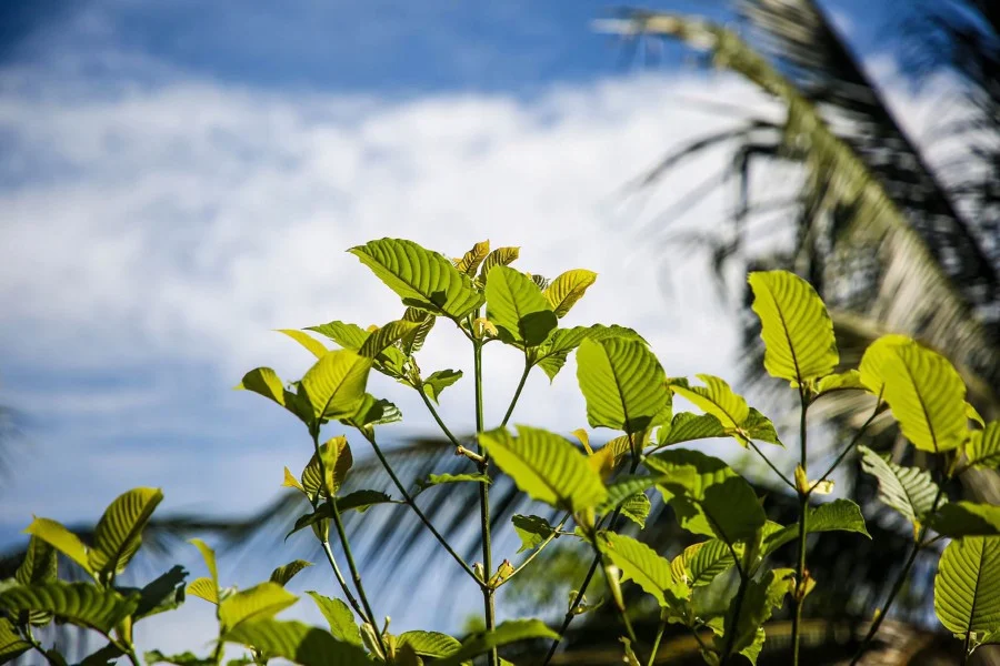 Kratom Chiang Mai: Tips to Find the Best Deals