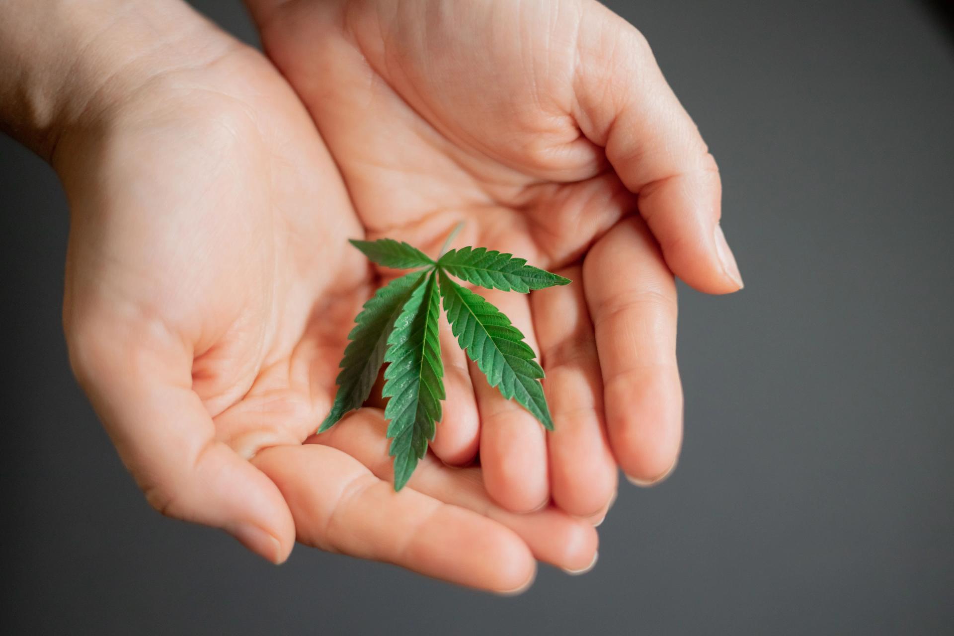 Cannabis club hamburg – Blütenbande e.V. stellt sich vor