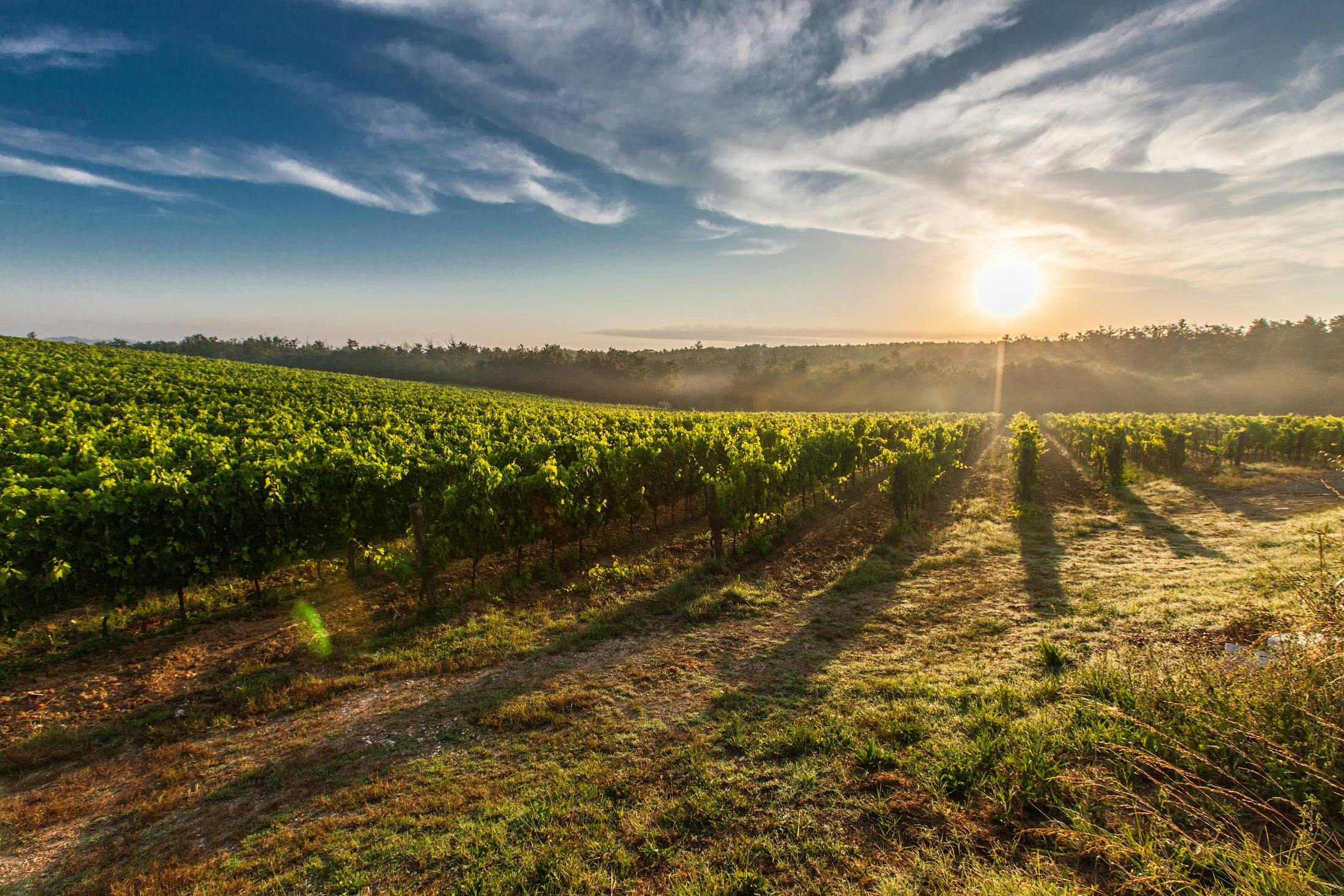 Winery Sacramento Tours Every Wine Lover Must Try