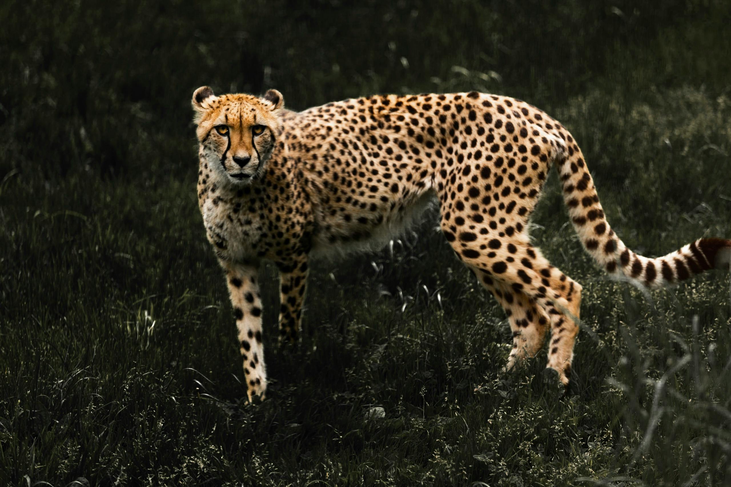 Tanzania Safari Tips: How to Make the Most of Your Trip