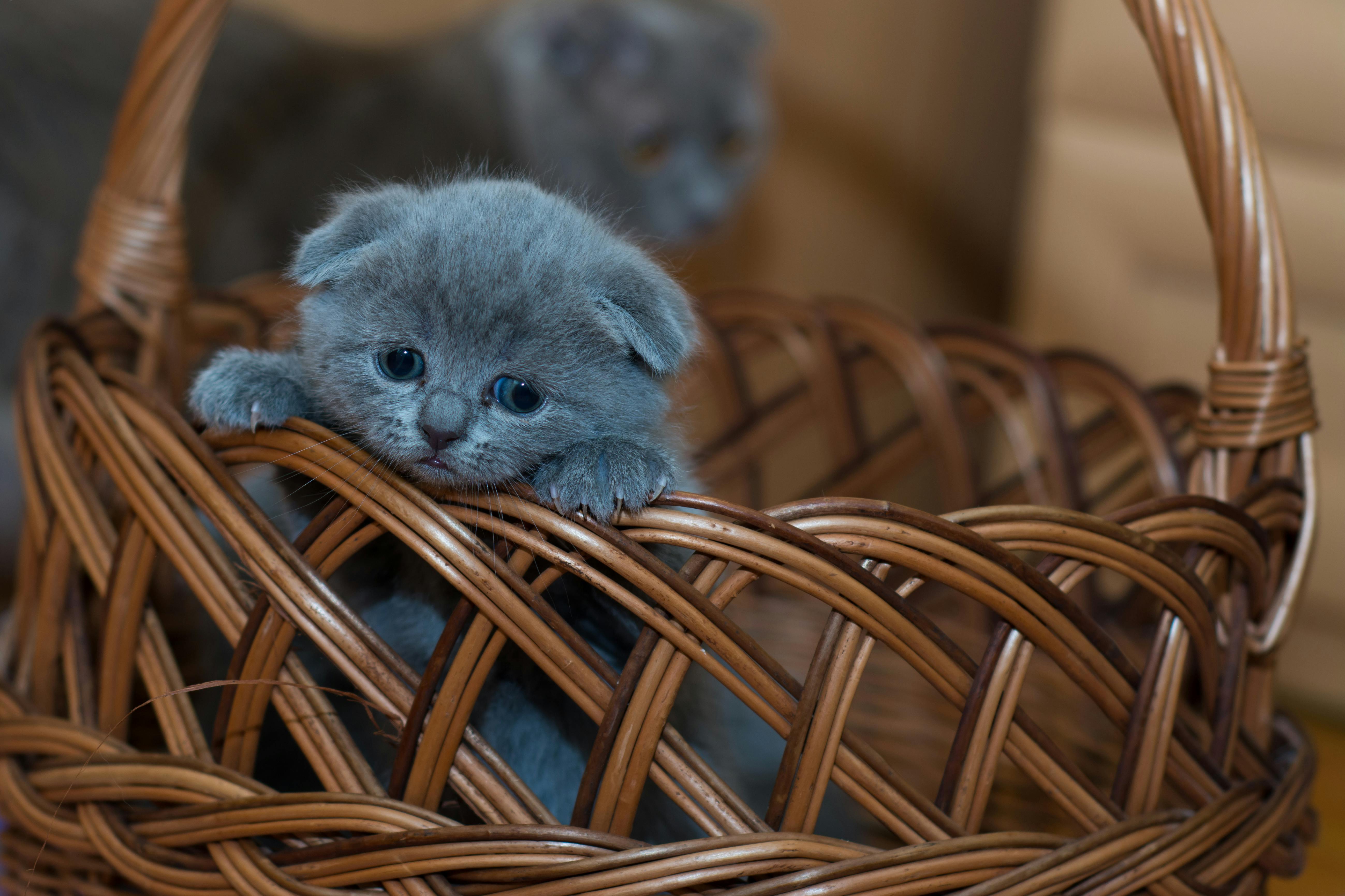 Maine Coon Kittens for Sale California from a Home-Based Cattery