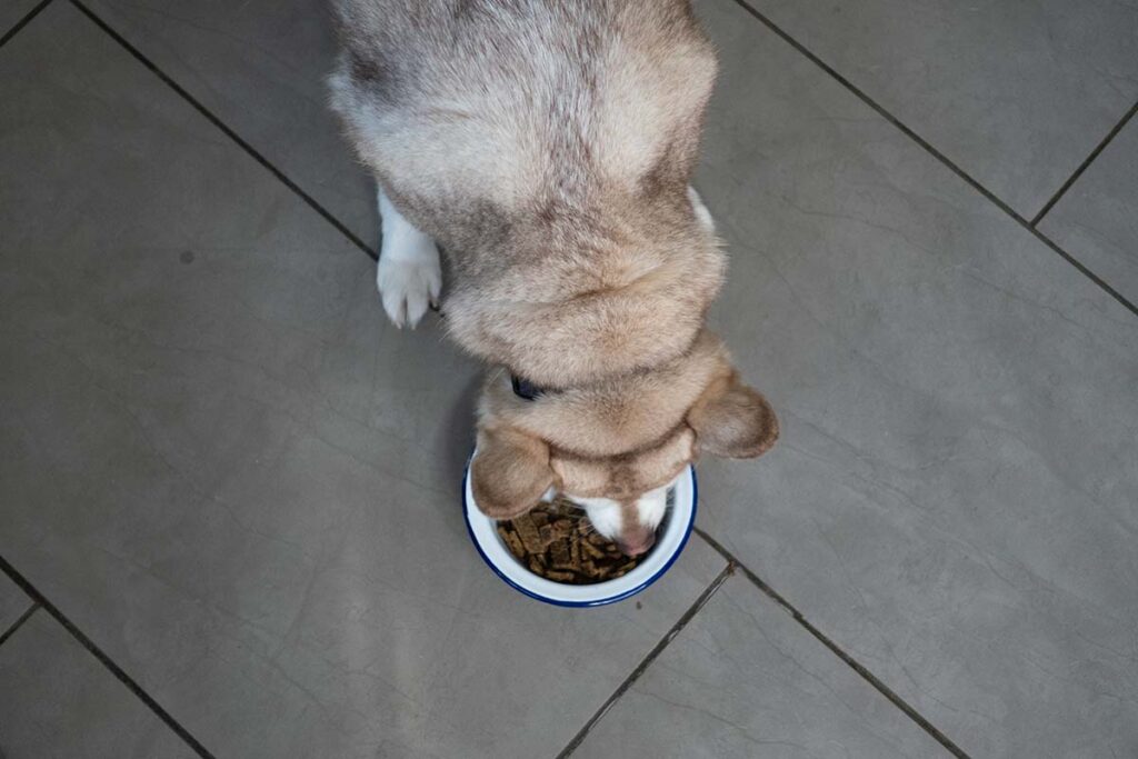 How Superfoods in Badlands Ranch Dog Food Support Overall Vitality