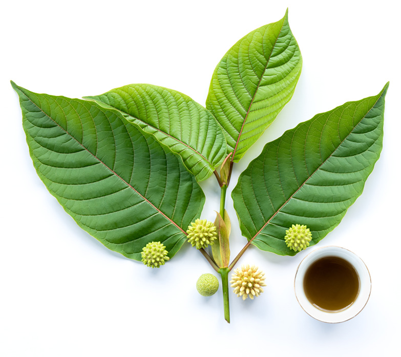 Best Places to Try Organic Kratom Drinks Thailand